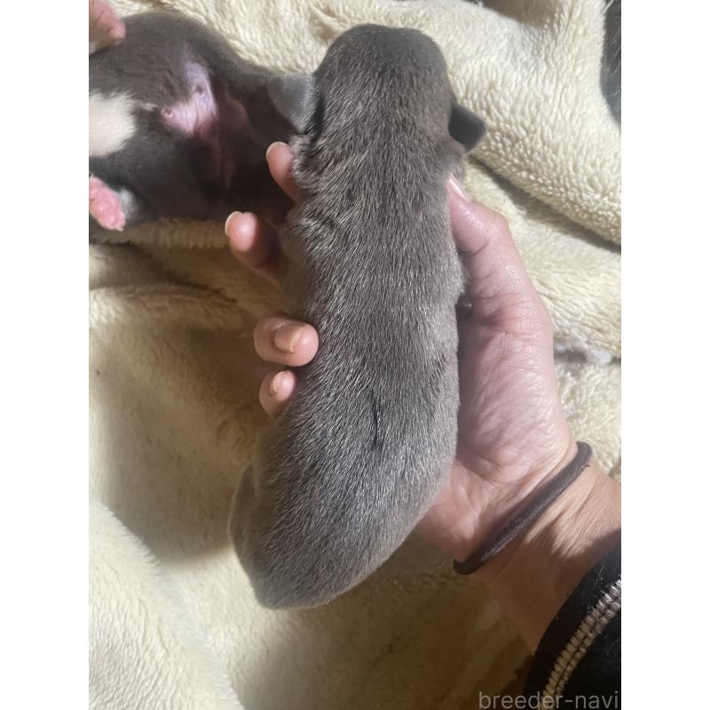 販売中の佐賀県のアメリカンピットブルテリア-435124の10枚目