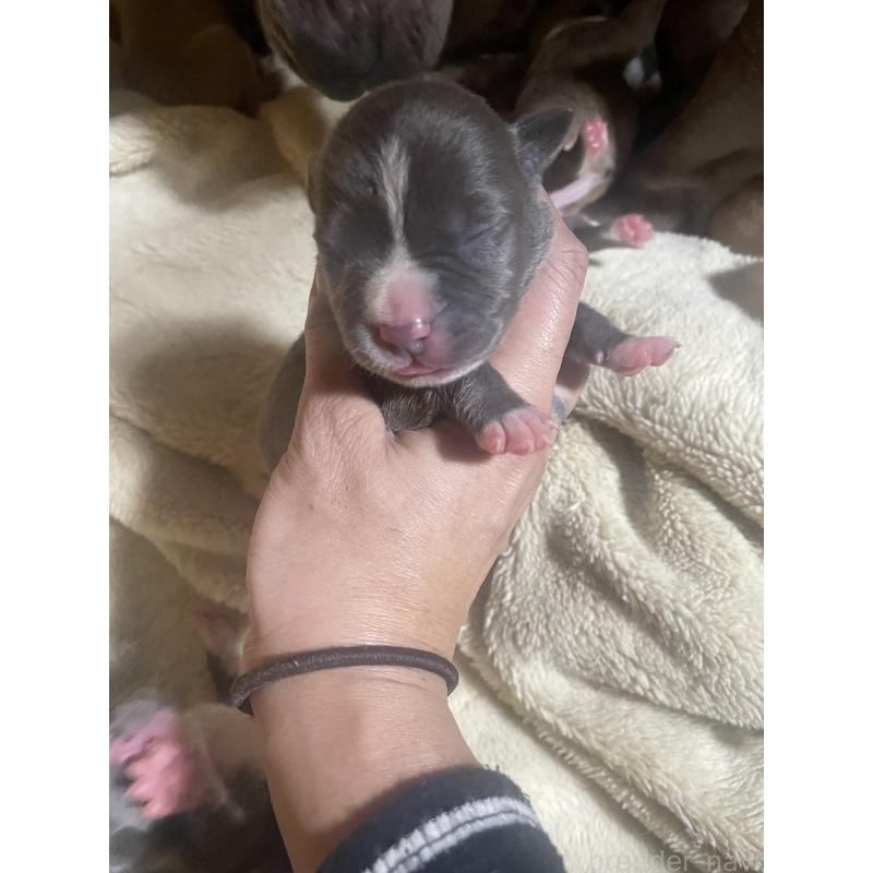 販売中の佐賀県のアメリカンピットブルテリア-435124の9枚目