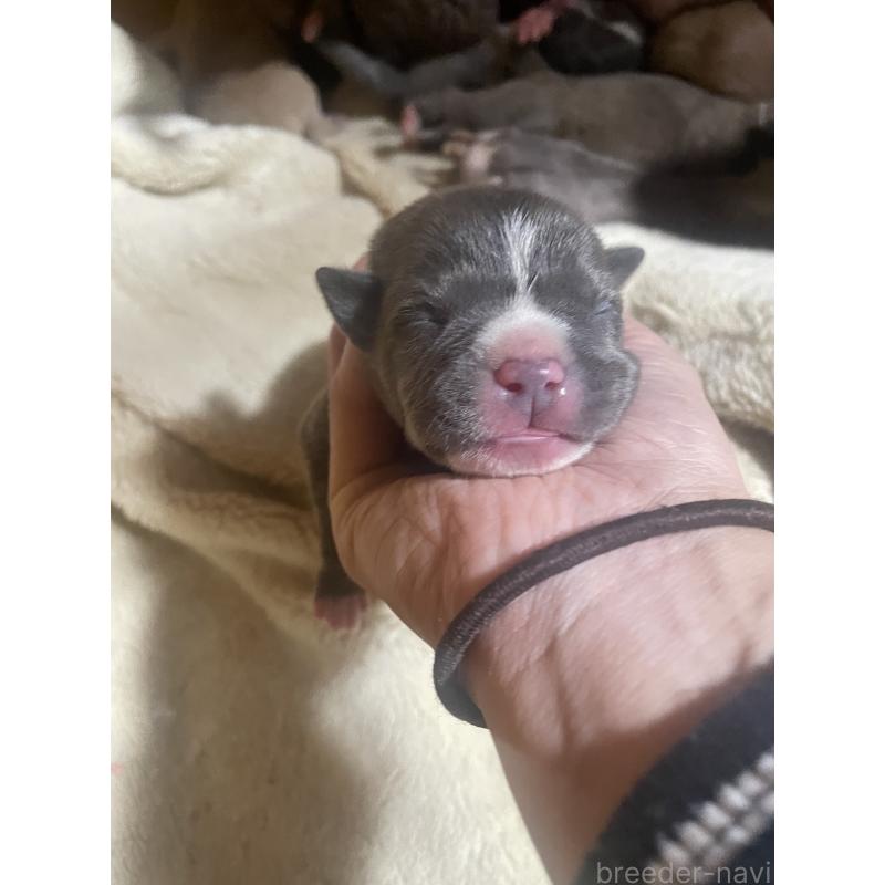 販売中の佐賀県のアメリカンピットブルテリア-435124の8枚目