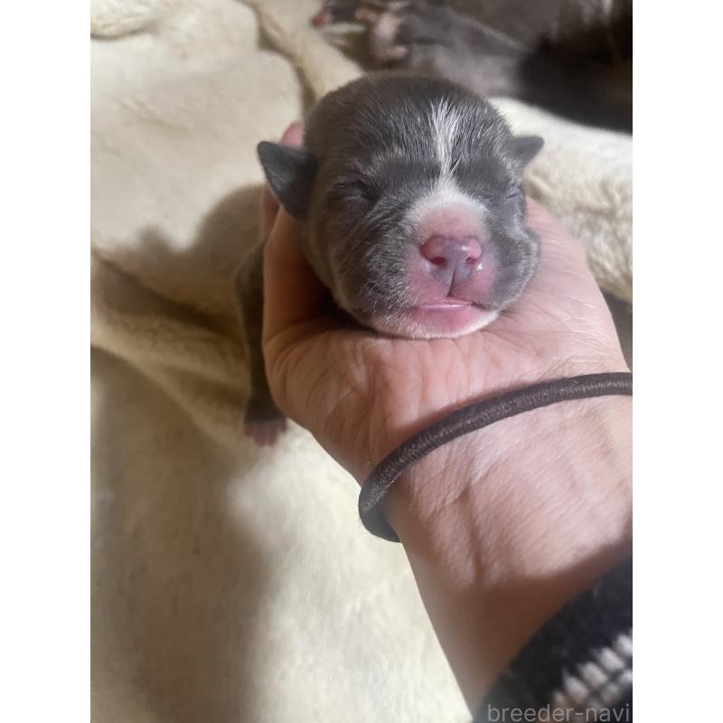 販売中の佐賀県のアメリカンピットブルテリア-435124の7枚目