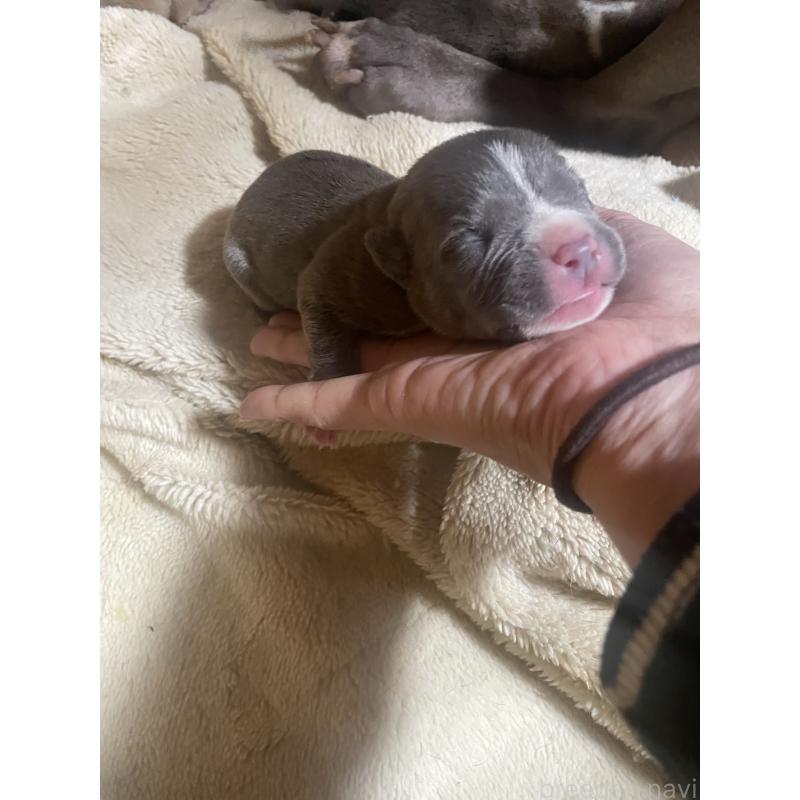 販売中の佐賀県のアメリカンピットブルテリア-435124の6枚目