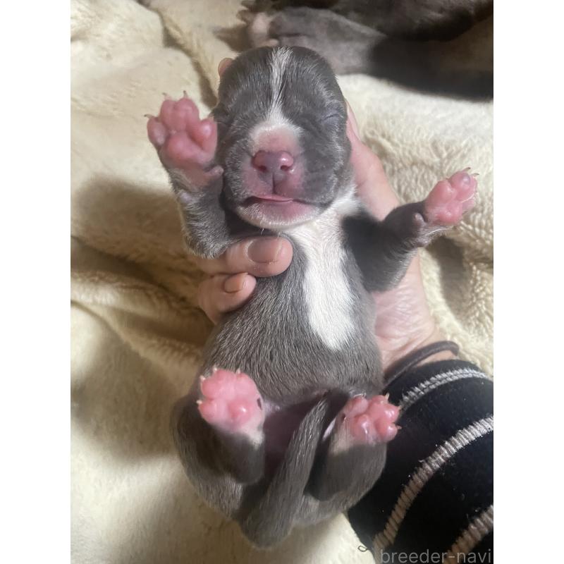 販売中の佐賀県のアメリカンピットブルテリア-435124の5枚目