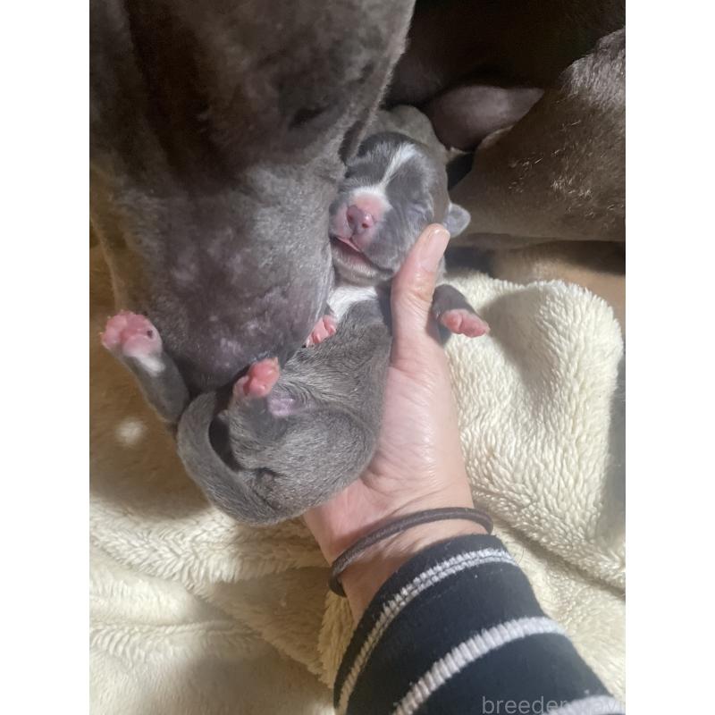 販売中の佐賀県のアメリカンピットブルテリア-435124の4枚目