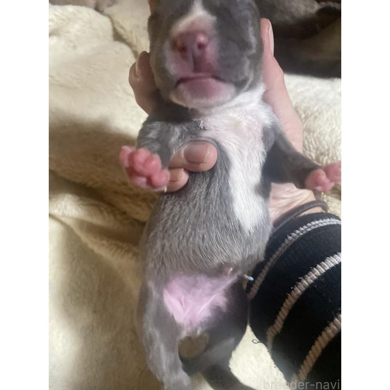 販売中の佐賀県のアメリカンピットブルテリア-435124の3枚目