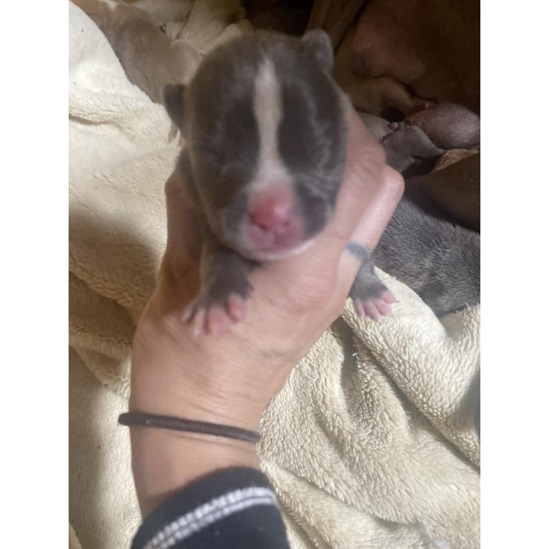 販売中の佐賀県のアメリカンピットブルテリア-435125の16枚目