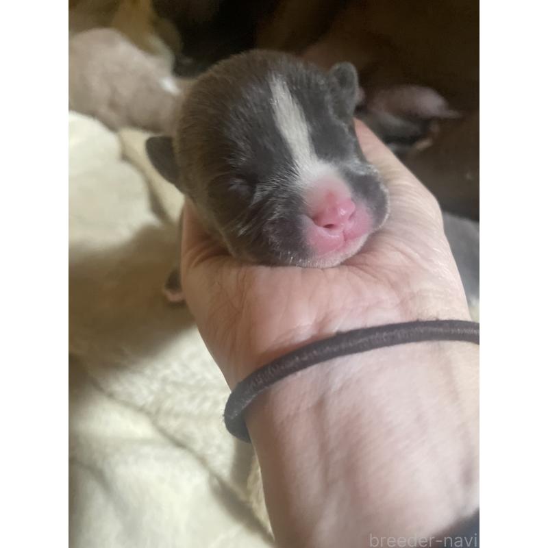 販売中の佐賀県のアメリカンピットブルテリア-435125の12枚目