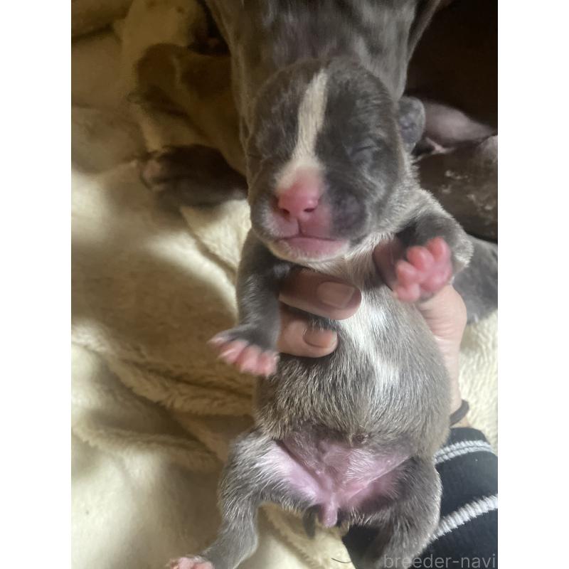 販売中の佐賀県のアメリカンピットブルテリア-435125の11枚目