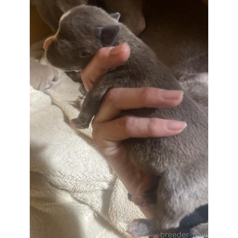 販売中の佐賀県のアメリカンピットブルテリア-435125の8枚目