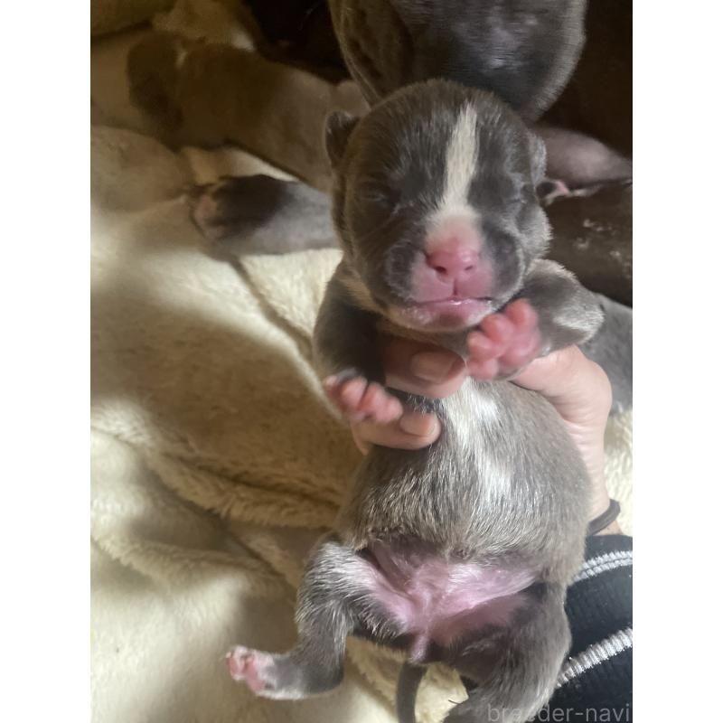 販売中の佐賀県のアメリカンピットブルテリア-435125の7枚目