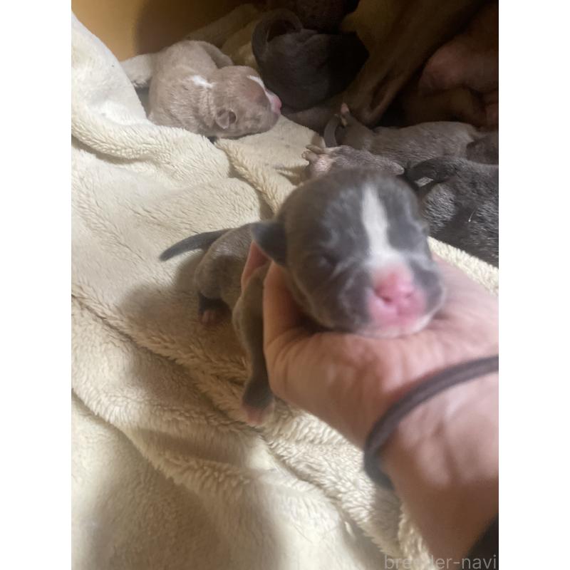 販売中の佐賀県のアメリカンピットブルテリア-435125の6枚目