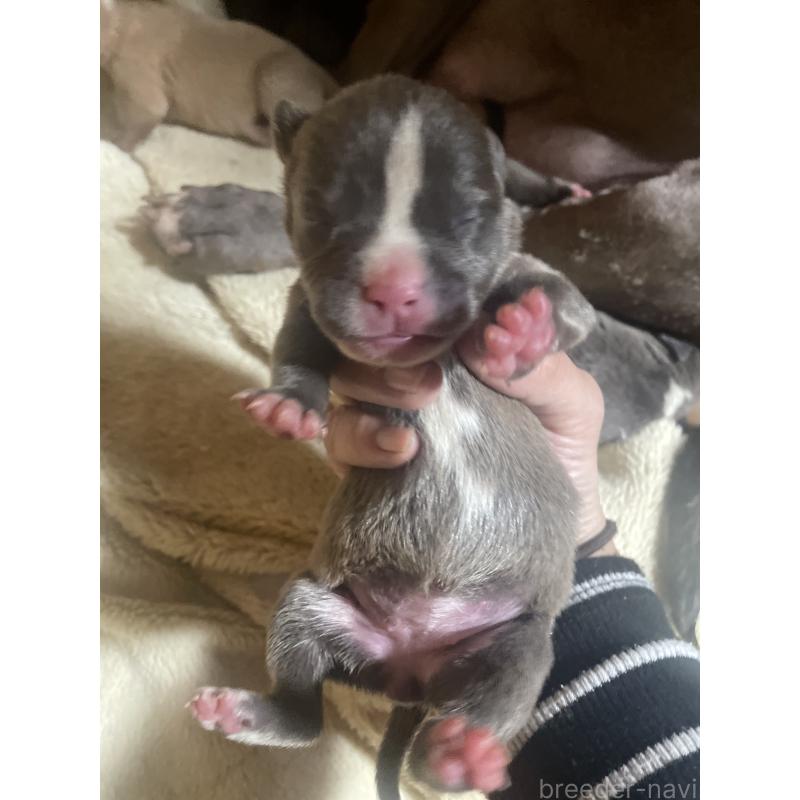 販売中の佐賀県のアメリカンピットブルテリア-435125の5枚目