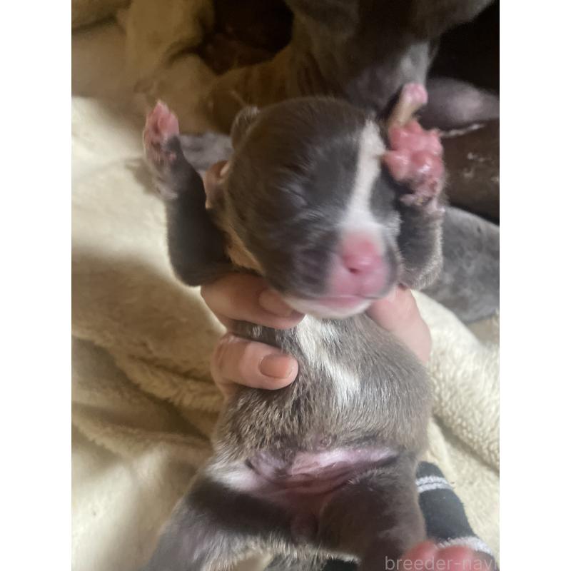 販売中の佐賀県のアメリカンピットブルテリア-435125の2枚目