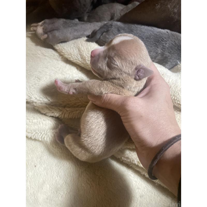 販売中の佐賀県のアメリカンピットブルテリア-435126の10枚目