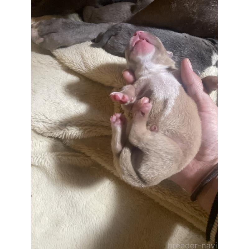 販売中の佐賀県のアメリカンピットブルテリア-435126の9枚目