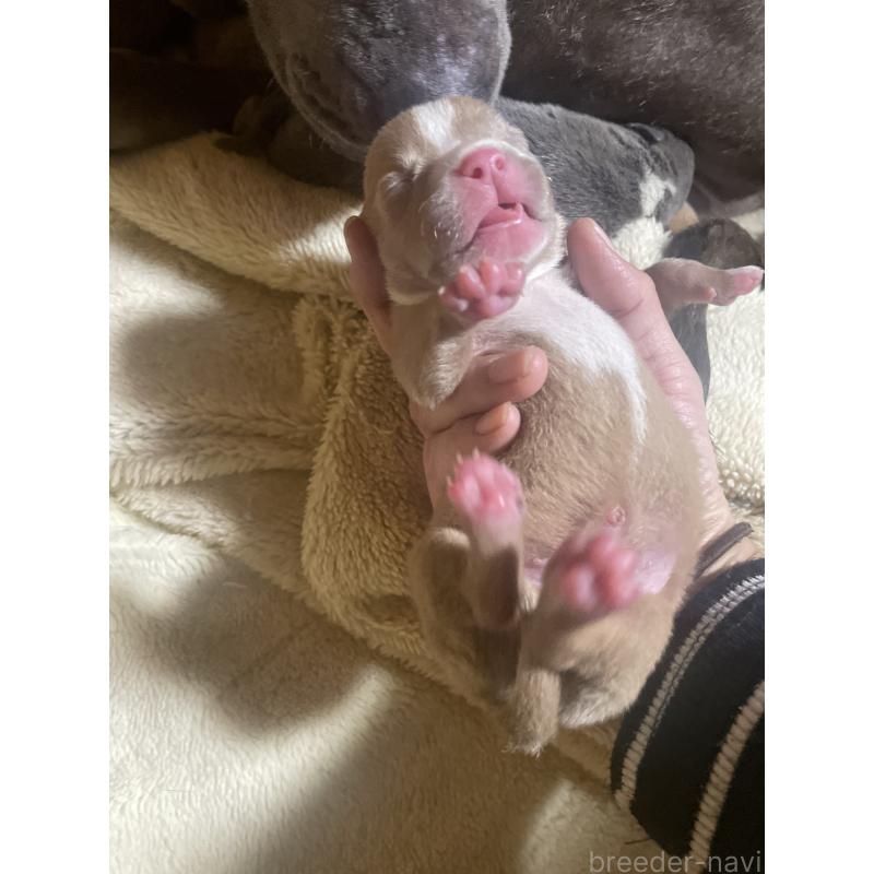 販売中の佐賀県のアメリカンピットブルテリア-435126の8枚目