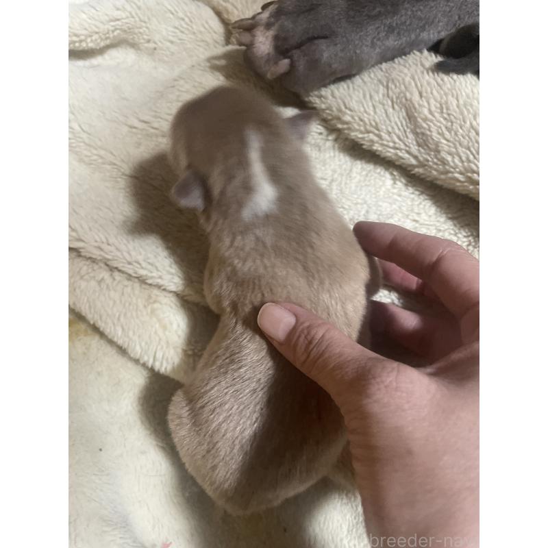 販売中の佐賀県のアメリカンピットブルテリア-435126の5枚目