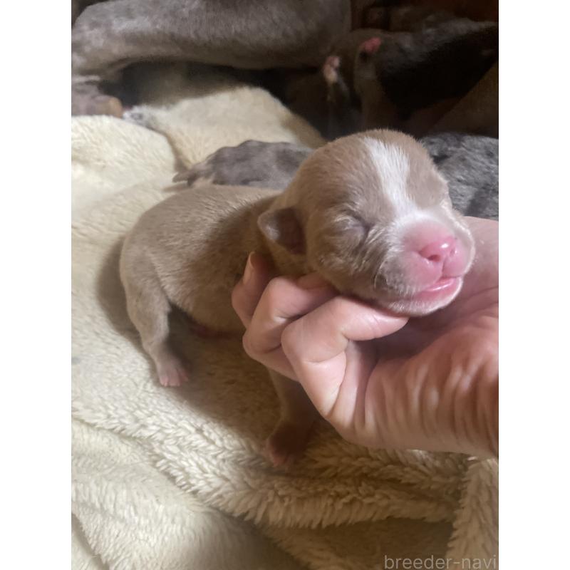 販売中の佐賀県のアメリカンピットブルテリア-435126の3枚目