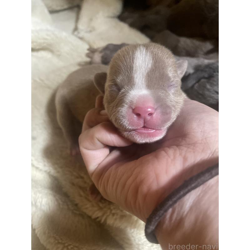 販売中の佐賀県のアメリカンピットブルテリア-435126の2枚目