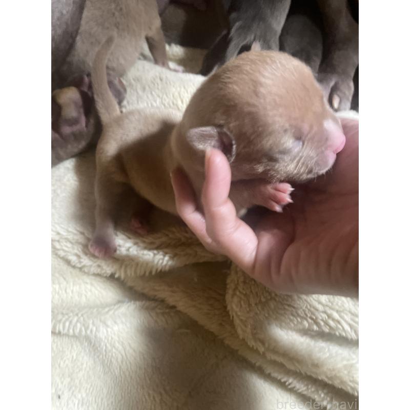 販売中の佐賀県のアメリカンピットブルテリア-435127の9枚目