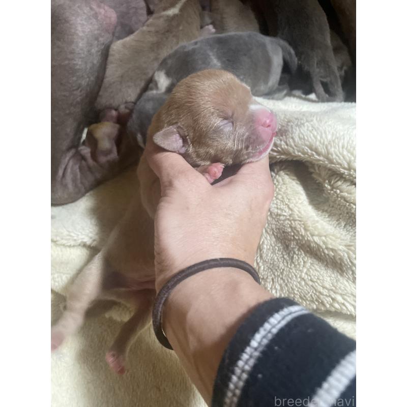 販売中の佐賀県のアメリカンピットブルテリア-435127の8枚目