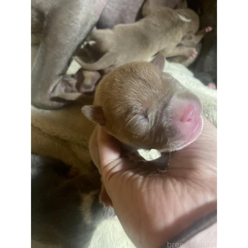 販売中の佐賀県のアメリカンピットブルテリア-435127の6枚目