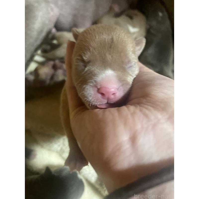 販売中の佐賀県のアメリカンピットブルテリア-435127の5枚目