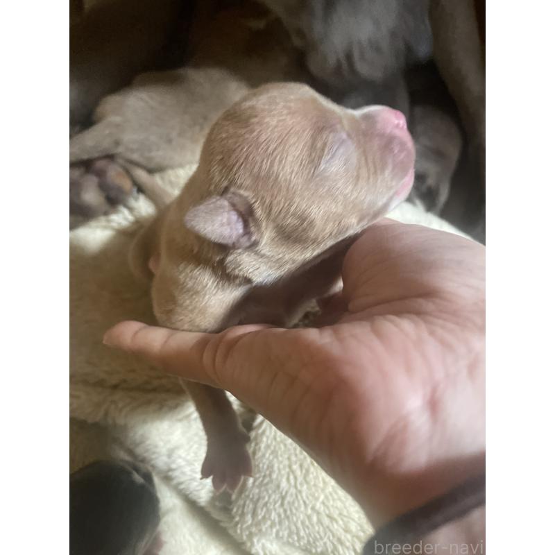 販売中の佐賀県のアメリカンピットブルテリア-435127の4枚目