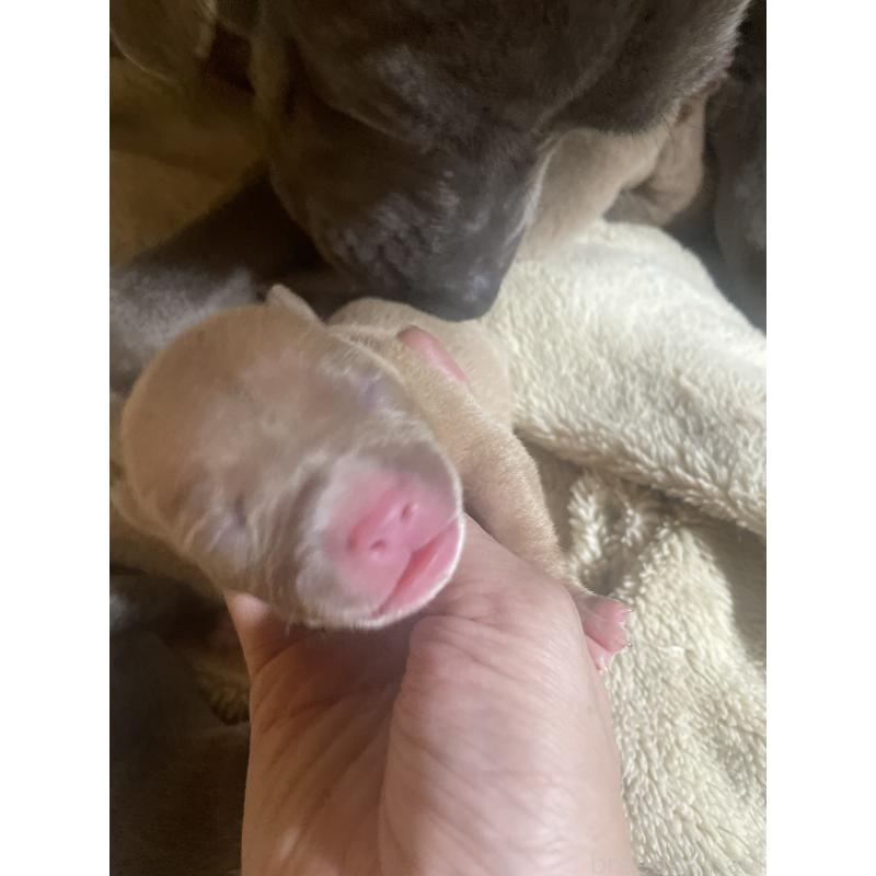 販売中の佐賀県のアメリカンピットブルテリア-435127の3枚目