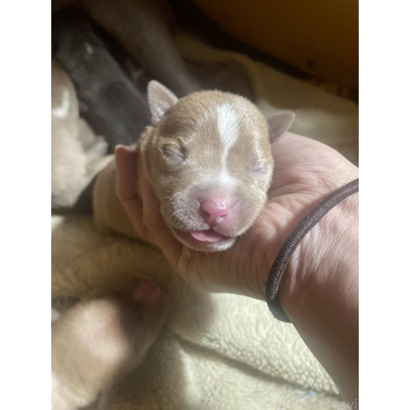 販売中の佐賀県のアメリカンピットブルテリア-435128の11枚目