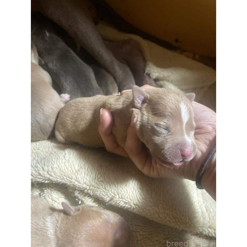 販売中の佐賀県のアメリカンピットブルテリア-435128の10枚目