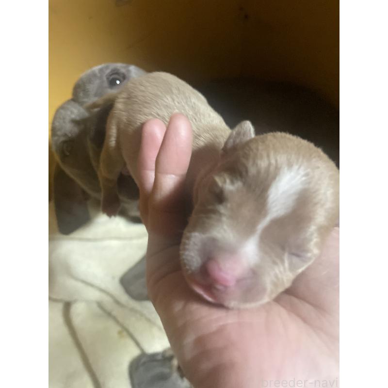 販売中の佐賀県のアメリカンピットブルテリア-435128の9枚目