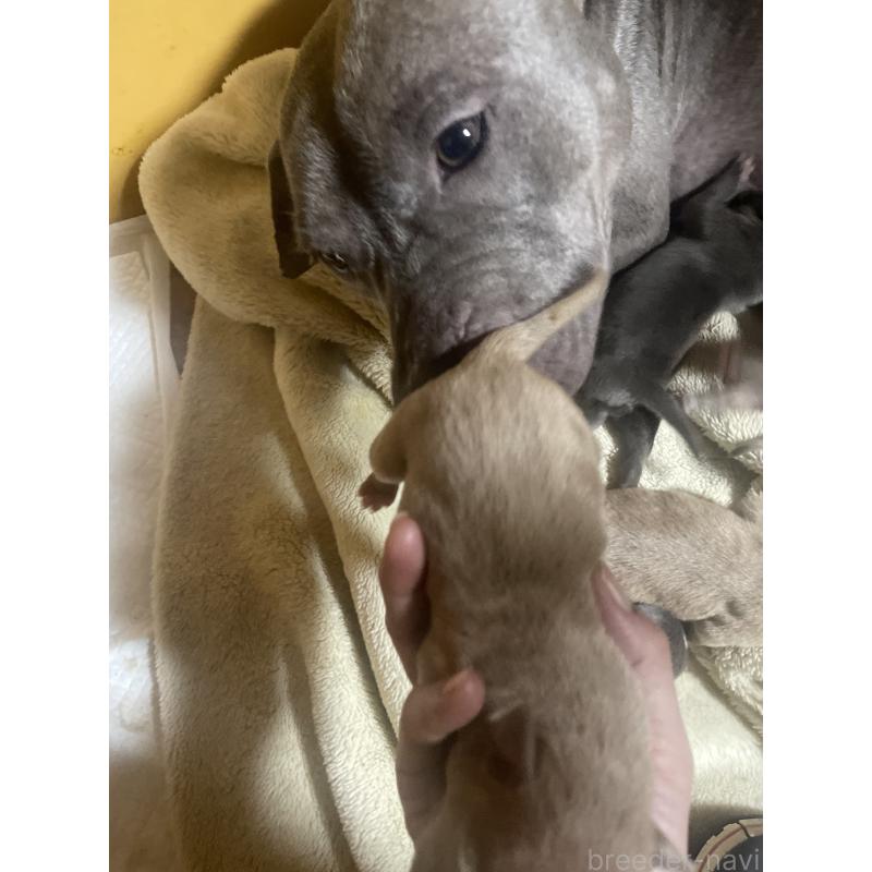 販売中の佐賀県のアメリカンピットブルテリア-435128の8枚目