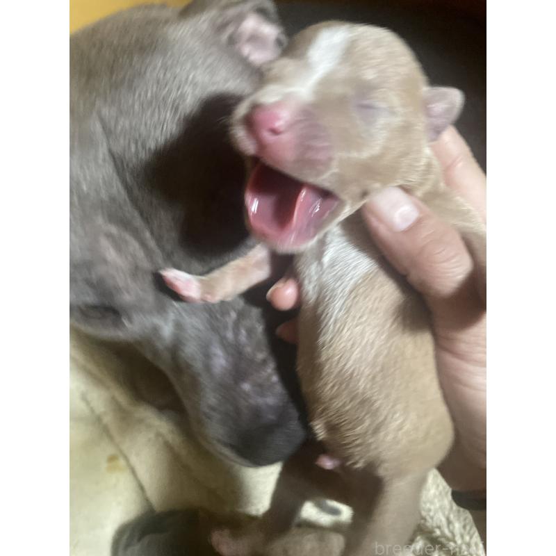 販売中の佐賀県のアメリカンピットブルテリア-435128の7枚目