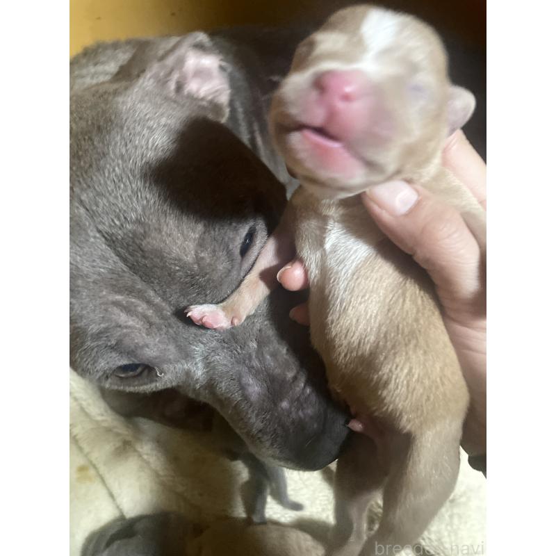 販売中の佐賀県のアメリカンピットブルテリア-435128の6枚目