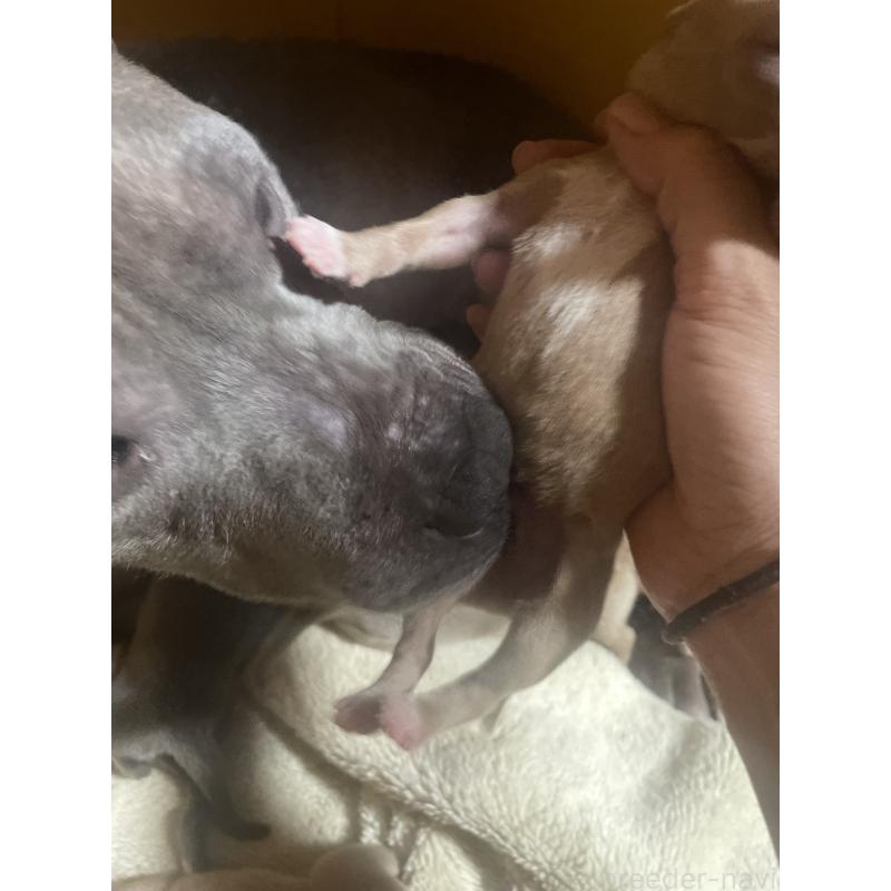 販売中の佐賀県のアメリカンピットブルテリア-435128の5枚目