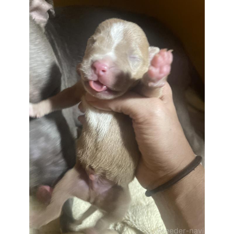 販売中の佐賀県のアメリカンピットブルテリア-435128の4枚目