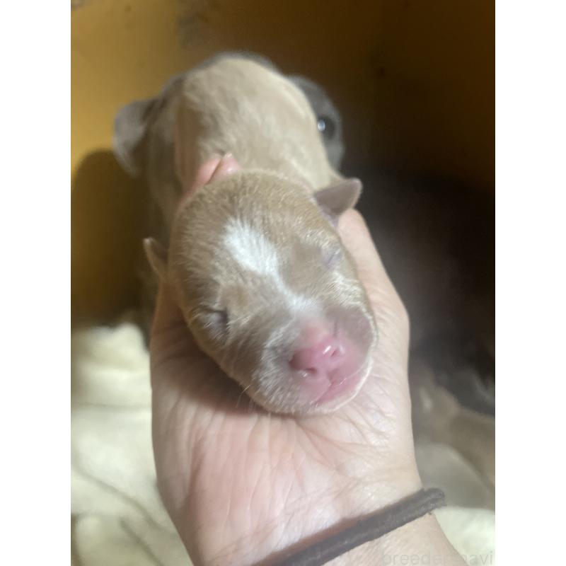 販売中の佐賀県のアメリカンピットブルテリア-435128の3枚目