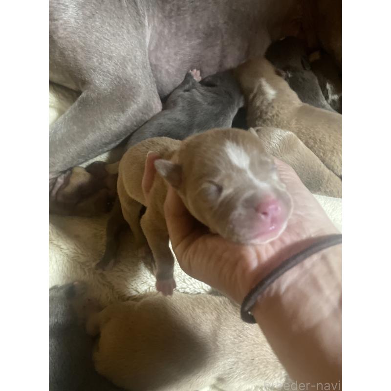 販売中の佐賀県のアメリカンピットブルテリア-435128の2枚目