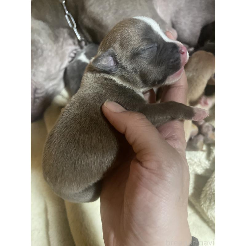 販売中の佐賀県のアメリカンピットブルテリア-435129の4枚目