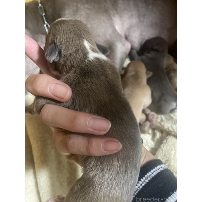 販売中の佐賀県のアメリカンピットブルテリア-435129の3枚目