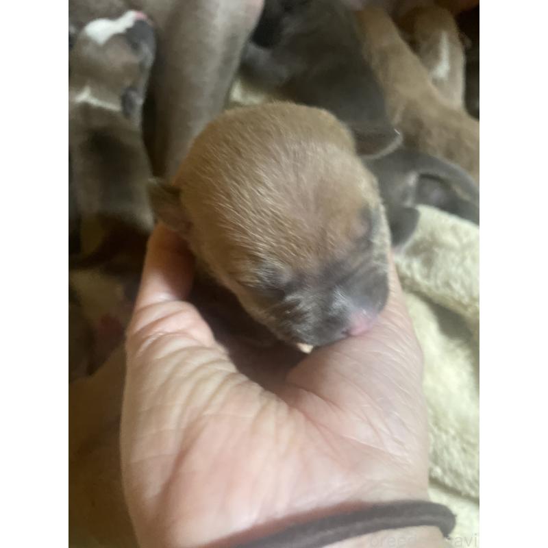 販売中の佐賀県のアメリカンピットブルテリア-435130の6枚目