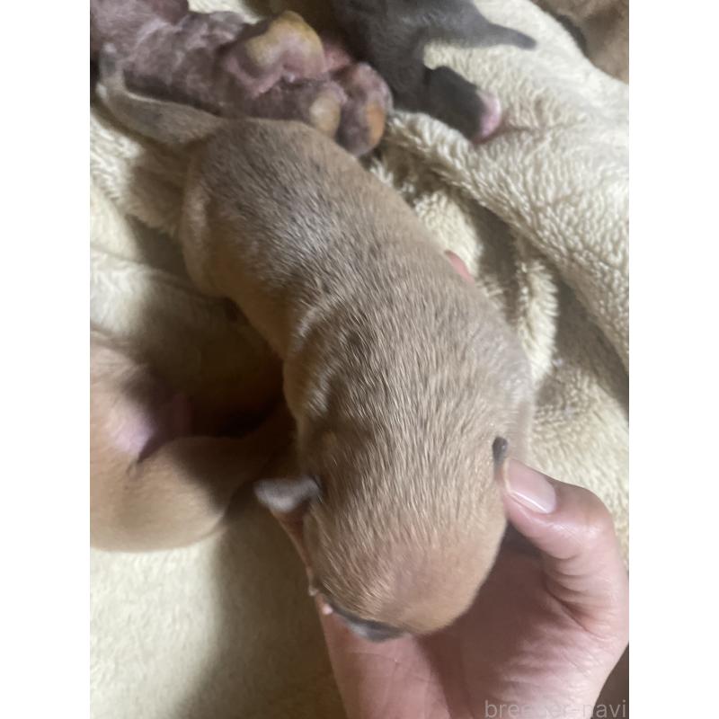 販売中の佐賀県のアメリカンピットブルテリア-435130の5枚目