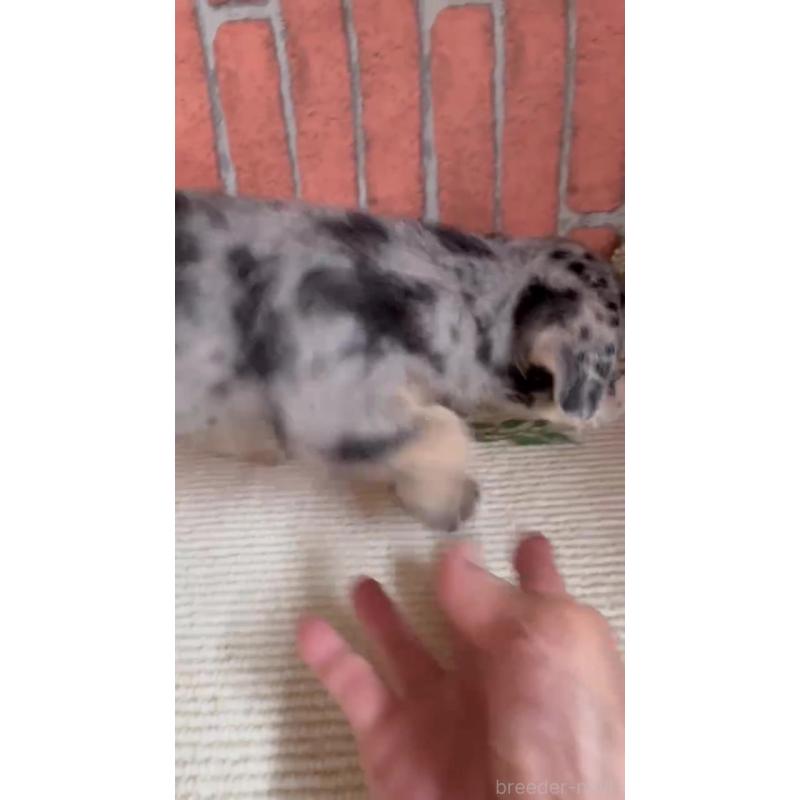 販売中の埼玉県のダップー:ミニチュアダックスフンド×トイプードル-435155の3枚目