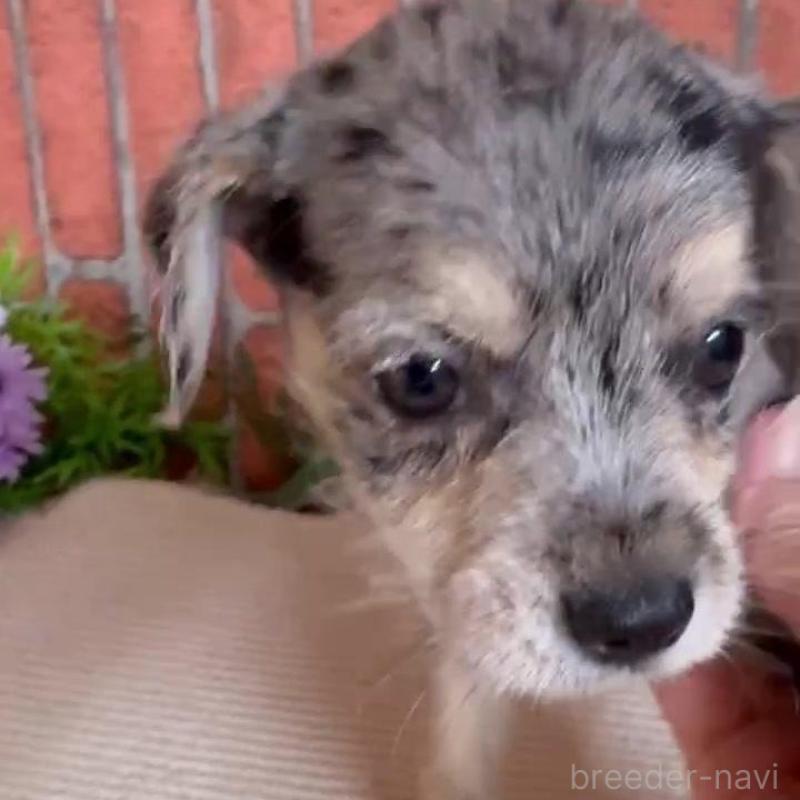 販売中の埼玉県のダップー:ミニチュアダックスフンド×トイプードル-435155