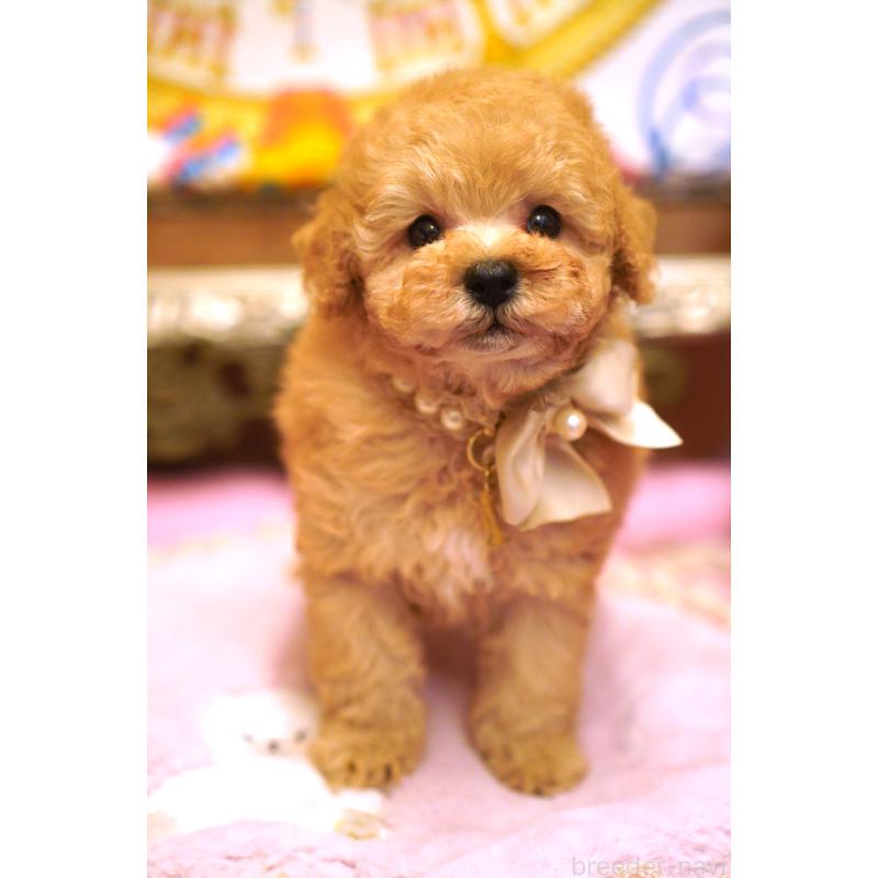 販売中の大阪府のトイプードル-435156の11枚目