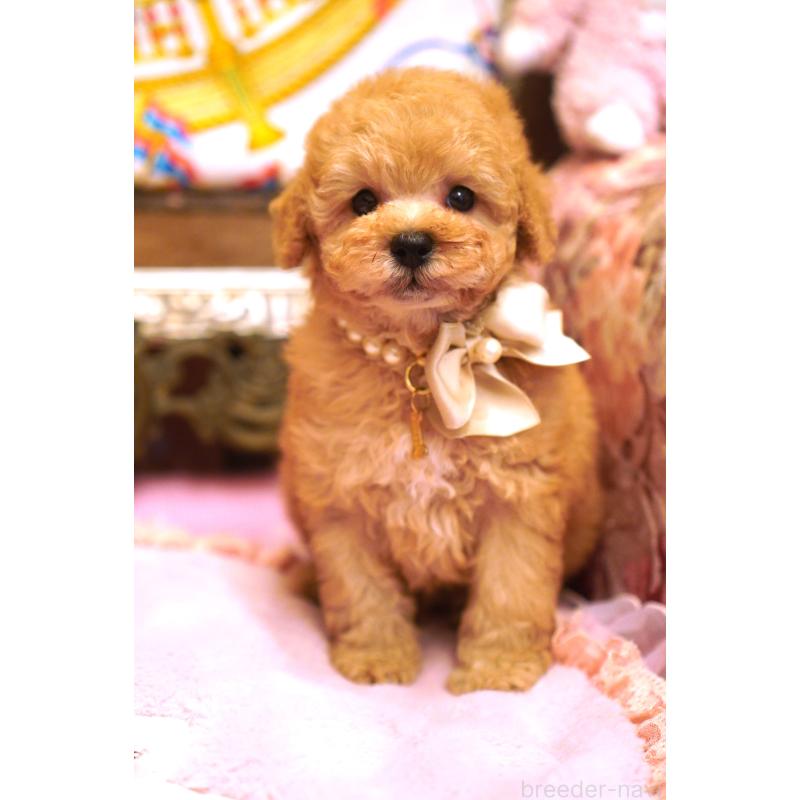 販売中の大阪府のトイプードル-435156の10枚目