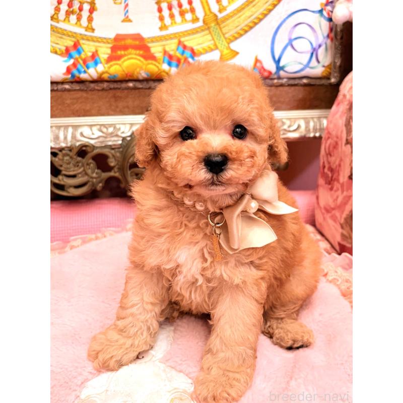 販売中の大阪府のトイプードル-435156の9枚目