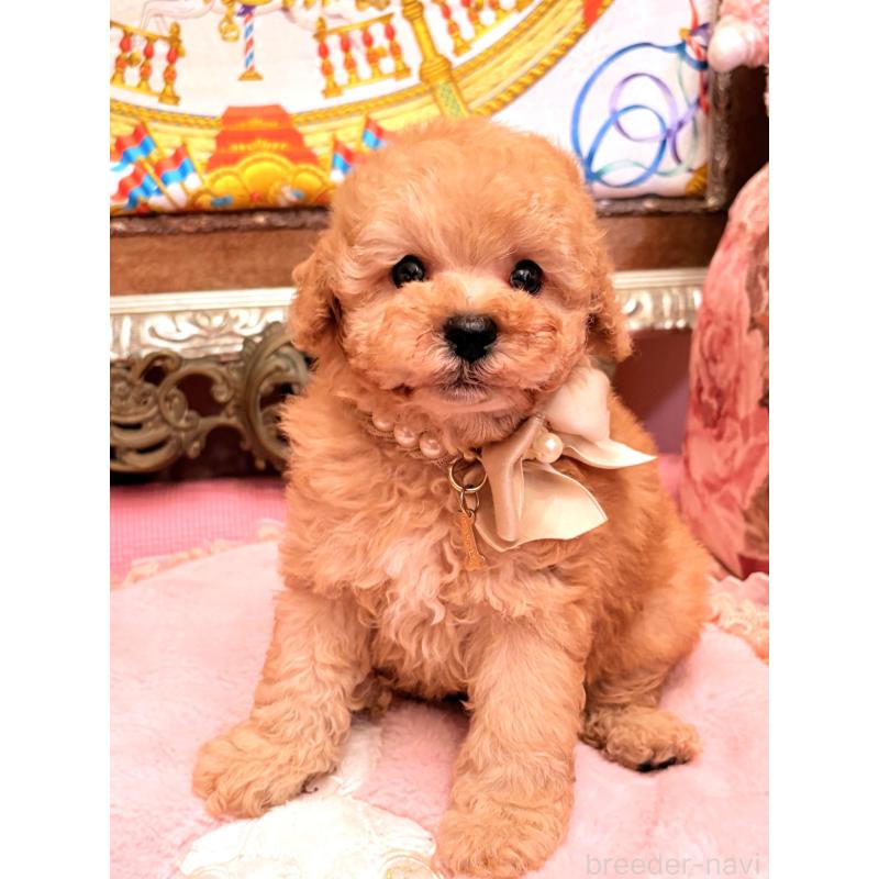 販売中の大阪府のトイプードル-435156の7枚目