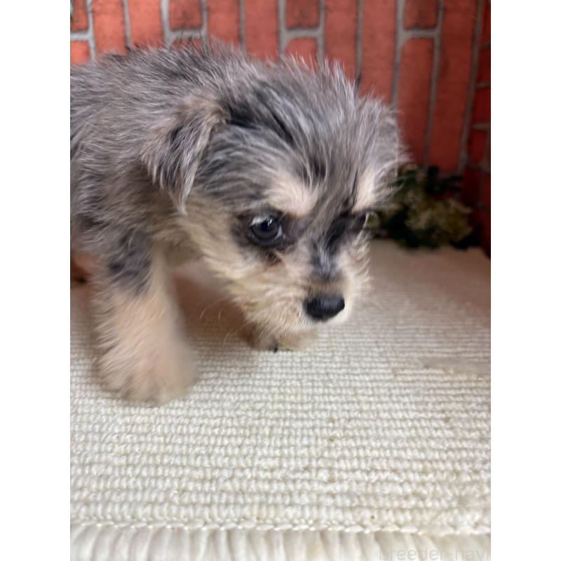 販売中の埼玉県のミックス犬-435157の4枚目