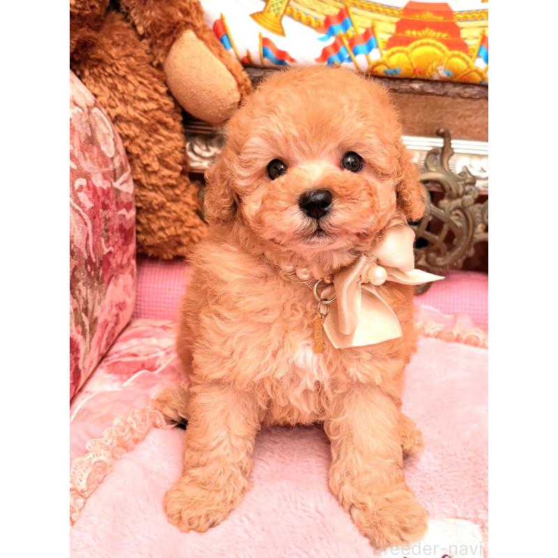 販売中の大阪府のトイプードル-435156の6枚目